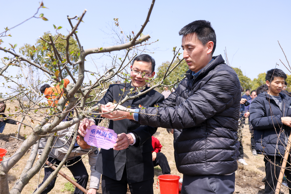 党支部认养挂牌海棠树