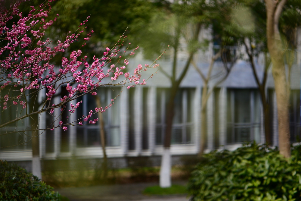 宿舍楼前梅花开