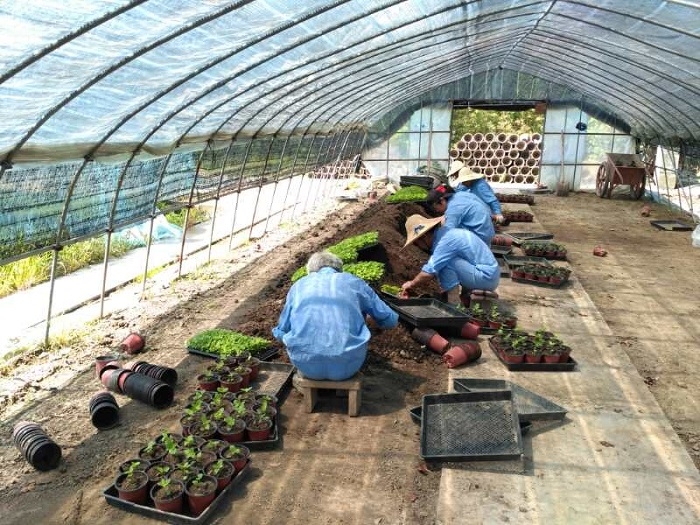 花圃花卉上盆种植